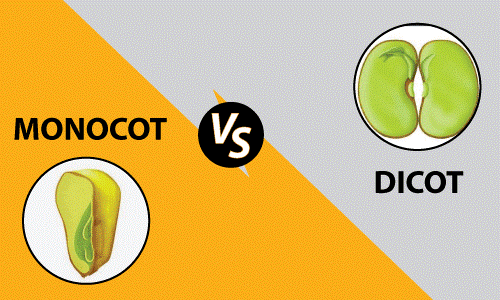 Difference Between Dicot And Monocot Seeds