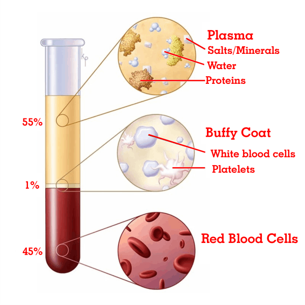 Blood Plasma