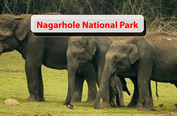 National Parks In India