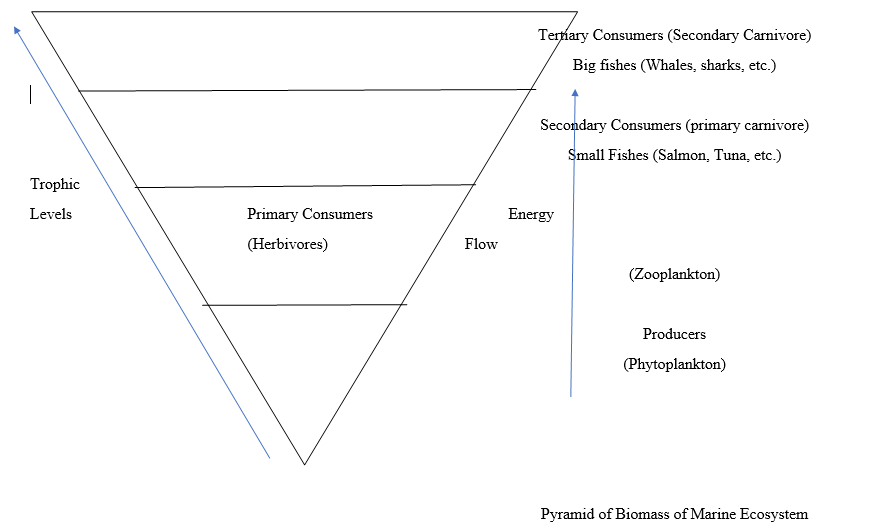 Pyramid Of Biomass