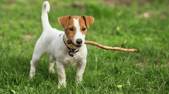 Top 10 Cutest Dogs In India