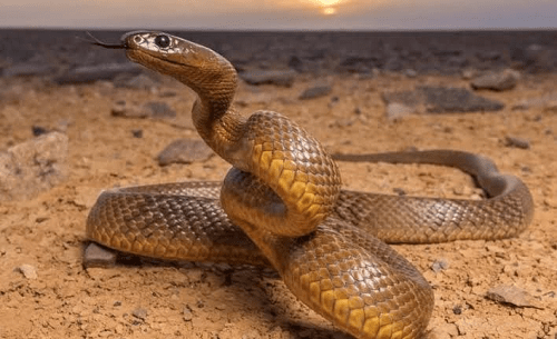 Top 10 Deadliest Snakes In The World
