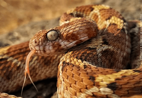 Top 10 Deadliest Snakes In The World